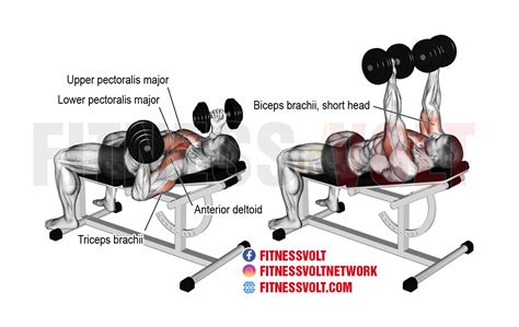 Incline Reverse-Grip Dumbbell Bench Press (Chest) – Fitness Volt