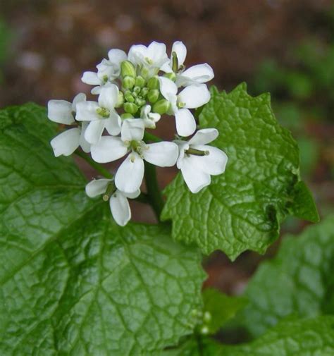 Nature Notes: garlic mustard – an edible and delicious invasive plant | Philadelphia Parks ...