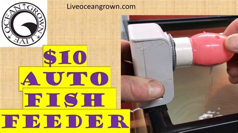 SUPER cheap and easy. How to, DIY, automatic fish feeder - YouTube