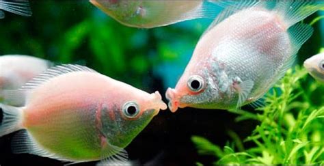 Kissing Gourami Care And Breeding Guide - WZaquarium