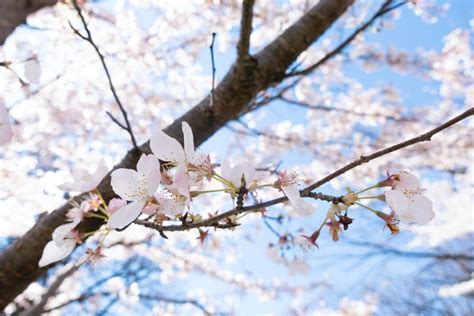 Discover the Beauty and Culture of the Newark Cherry Blossom Festival ...