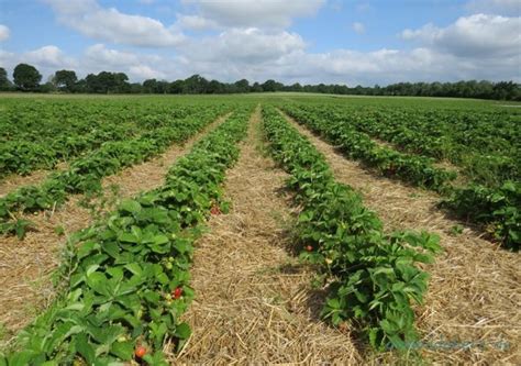 Explore the best strawberry farms in Mahabaleshwar