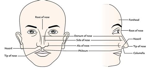 Easy Notes On 【Nose】Learn in Just 4 Minutes!