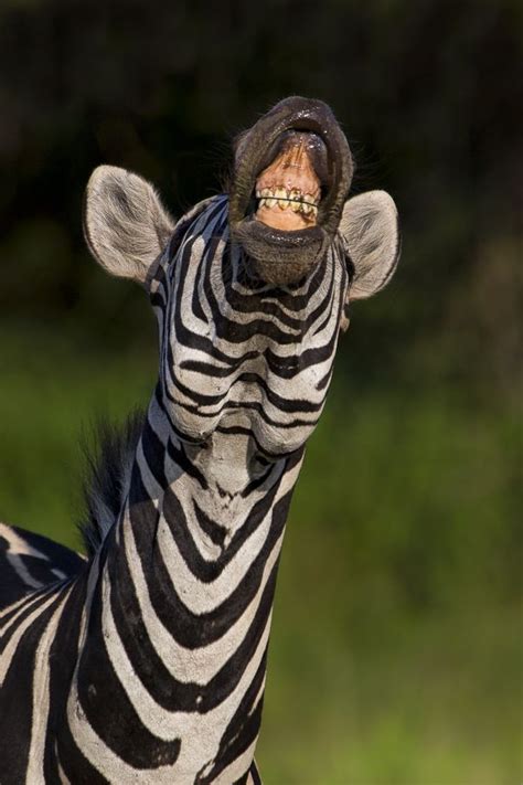 Laughing Zebra by Mario Moreno, via 500px | Laughing animals, Funny animal pictures, Animals