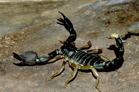 Black Scorpion From Borivali National Park Mumbai Stock Photo - Download Image Now - Animals In ...