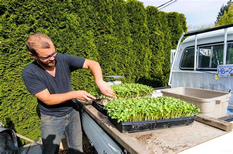 HOW TO: Harvest microgreens | The Urban Farmer