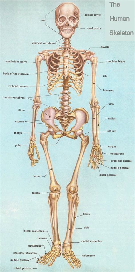 Human Skeleton | Human bones anatomy, Human anatomy and physiology, Anatomy bones