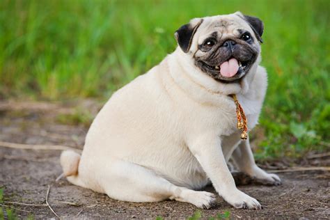 Obesity in Dogs - Symptoms, Causes, Diagnosis, Treatment, Recovery ...