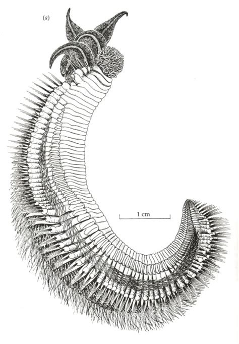 Scientific Illustration | factstofigures: Caption: ‘Pompeii’ worm...