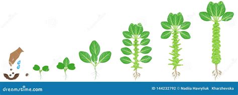 Cycle of Growth of Brussels Sprouts Plant on a White Background. Stock ...