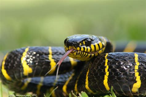 The Mangrove Snake is a mildly venomous snake that is rear-fanged and not fatal to humans ...