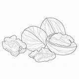 Walnut Leaf Coloring Tree Sketch Page sketch template