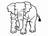 Elephant Coloring Pages Free Printable  Templates Your Go sketch template