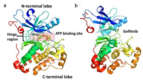 EGFR Protein Overview: Sequence, Structure, Function And, 57% OFF