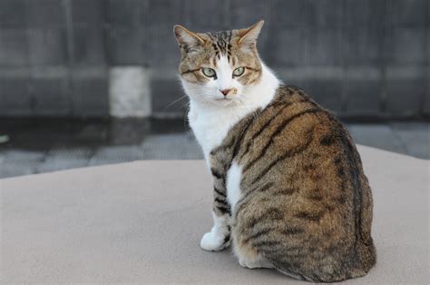 File:Brown and white tabby cat with green eyes-Hisashi-01.jpg ...