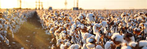 New to Farming Cotton? Establishment Tips from a Cotton Expert