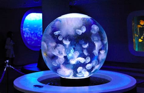 17 best Jellyfish tanks images on Pinterest | Jellyfish tank, Aquariums and Fish tanks