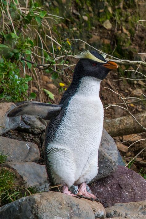 New Zealand Nuggets: Fiordland Crested Penguins! ~ Learn, Live, and Explore!