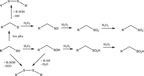 Thiol Oxidation Mechanism
