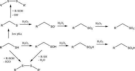 Thiol Oxidation Mechanism