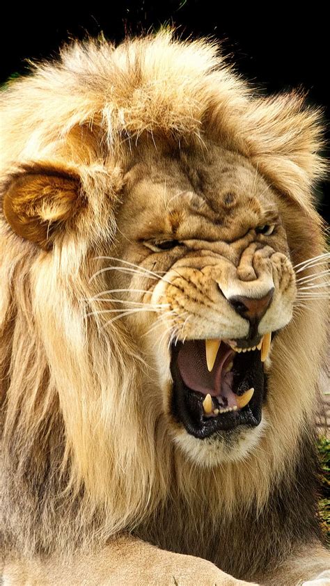 Lion Angry Face Wallpaper