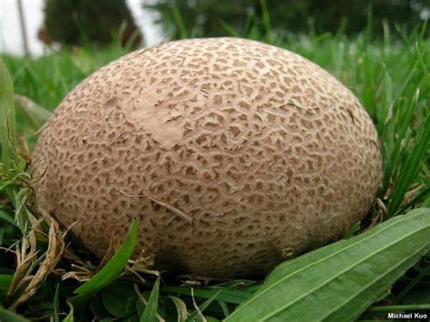 Calvatia - Alchetron, The Free Social Encyclopedia