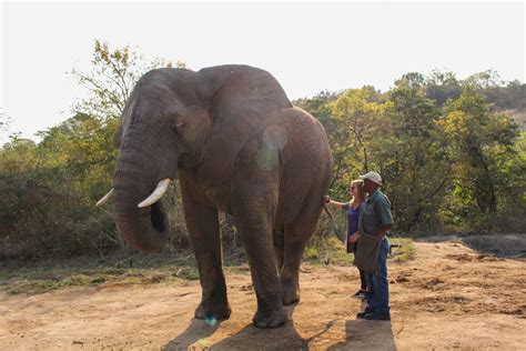 Hazyview Elephant Sanctuary • Young Wayfarer