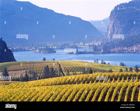 Okanagan Valley, BC, British Columbia Canada - Vineyards at Vaseux Lake, Autumn Fall Vineyard ...