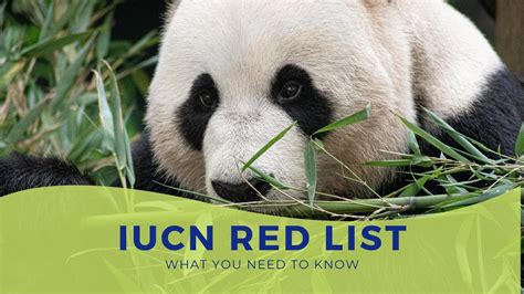 IUCN red data list - What is red data book of species? - YouTube