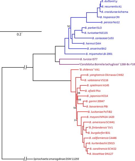 Phylogenetic reconstruction of Borrelia species based on 791 aligned... | Download Scientific ...