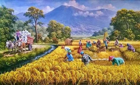 Harvesting the rice crop - online puzzle