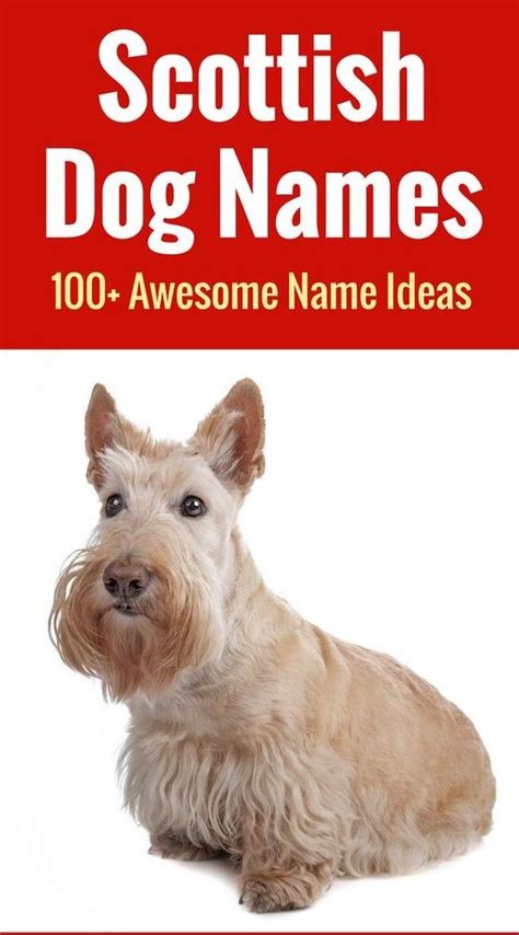 Scottish Dog Names - 100+ Awesome Name Ideas for Your Dog | Best dog ...