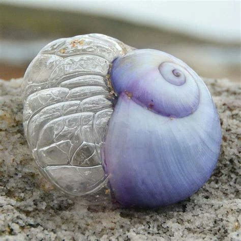 Violet Bubble Snail | Snail, Animals, Bubbles