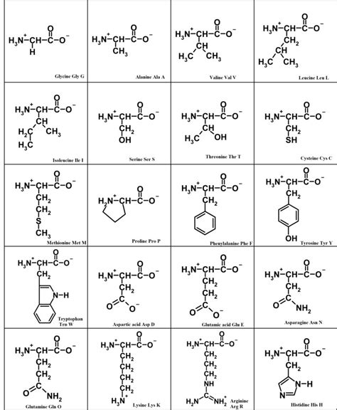 How to memorize structures of all 20 amino acids in a simple way? – BiochemPages | Pages about ...