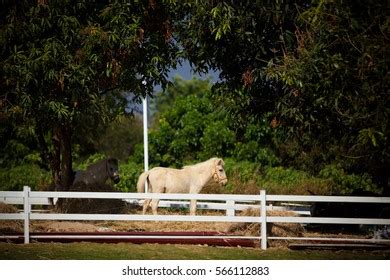 White Horse Fence Stock Photo 566112883 | Shutterstock