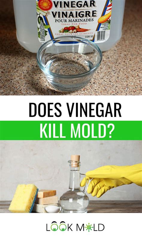 Does Vinegar Kill Mold? What You Need To Know in 2020 | Laundry soap homemade, Diy cleaning ...