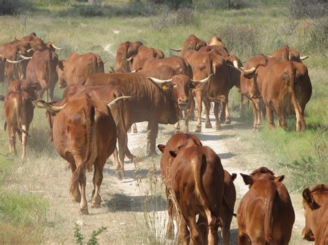 afrikaner cattle | Afrikaner