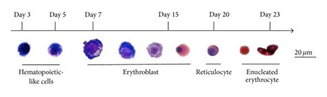 Stages Of Erythropoiesis Flowchart - Chart Examples