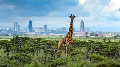 Nairobi National Park, Elephant Sanctuary and Giraffe Center | GetYourGuide