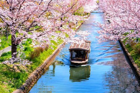 Kyoto Cherry Blossoms - 8 Secret Spots Only Locals Would Know | tsunagu ...