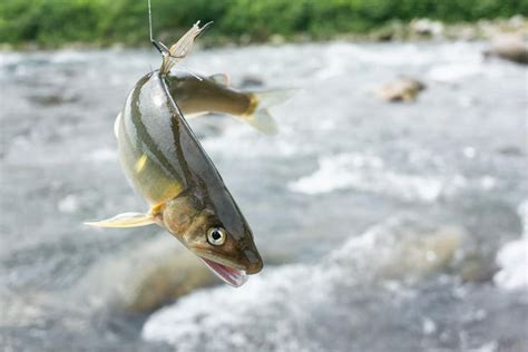 「香魚」｢年魚｣といわれる鮎。その気品ある味は｢若鮎｣が最高！？ | 食の知識 | オリーブオイルをひとまわし | 若鮎, 魚, 鮎