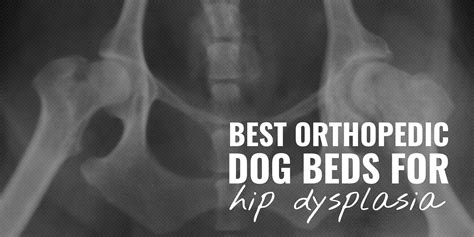 10 Best Orthopedic Dog Beds for Hip Dysplasia – Materials, Reviews & FAQ