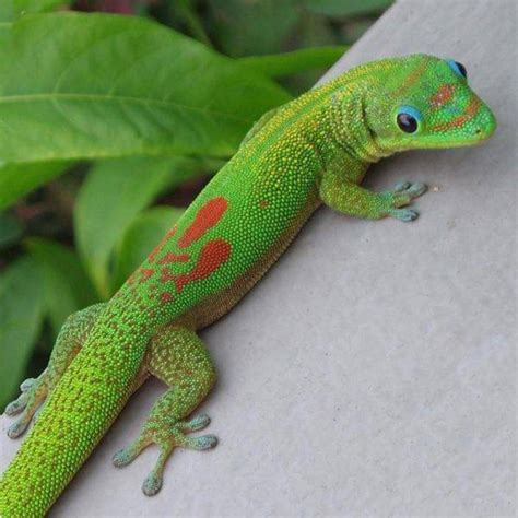 Phelsuma Gold Dust Day Gecko WC – Chameleons Canada