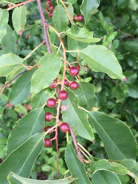 Prunus serotina ([Wild] Black Cherry) | Master Gardeners of Northern Virginia