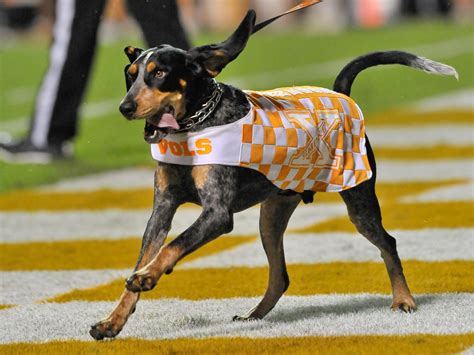 Revealing the all-time Tennessee Volunteers football team