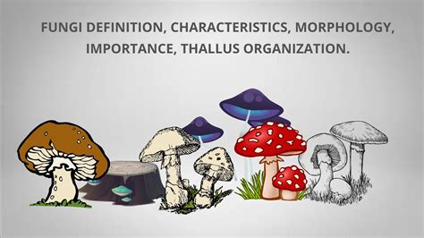 Fungi Definition, Characteristics, Morphology, Importance, Thallus Organization.