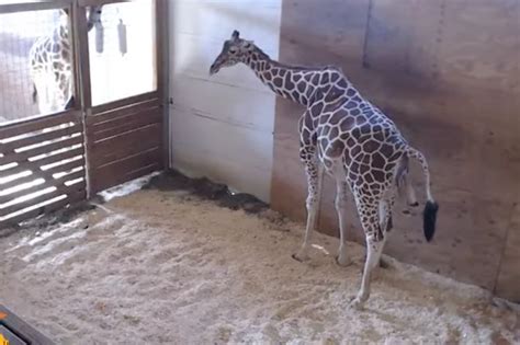 Giraffe Giving Birth