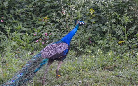 Bandipur National Park-The Best for the National Bird and Animal of ...