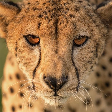 Close up cheetah 4 Photograph by Allen Trivett - Fine Art America