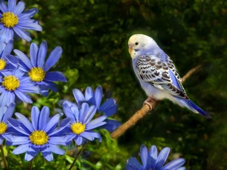 CUTE BUDGIE - Budgies Wallpapers and Images - Desktop Nexus Groups